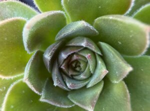 Gardening Indoor Desert