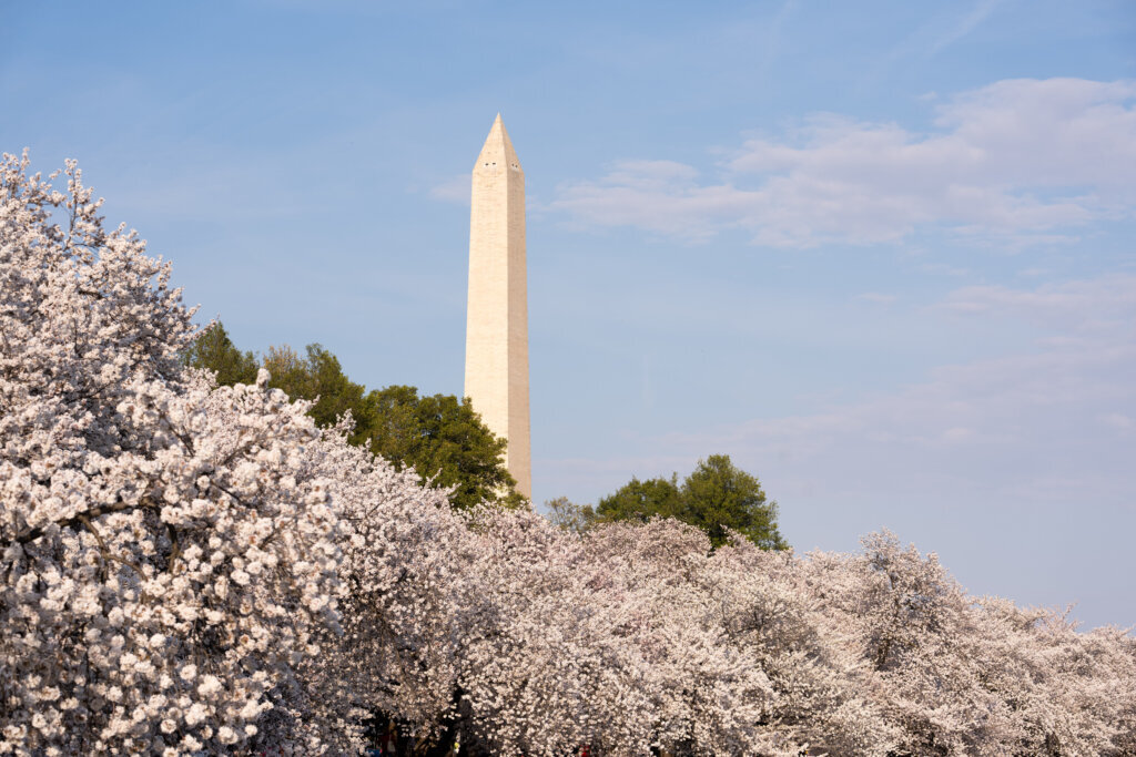With the Washington Monuments in the background, cherry blossom trees around the tidal basin during peak bloom on Thursday, March 26, 2026, in Washington. (AP Photo/Allison Robbert)