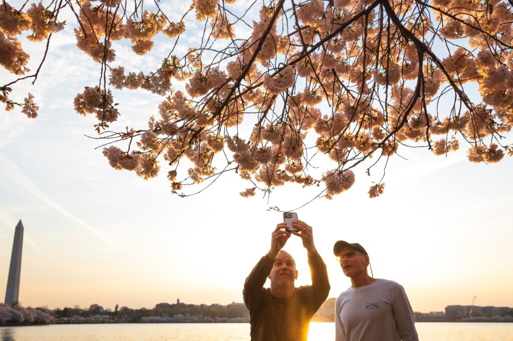 People capture images of cherry blossom trees along the tidal basin on the National Mall on Thursday, March 26, 2026, in Washington. The Washington Monument stands, left. (AP Photo/Tom Brenner)