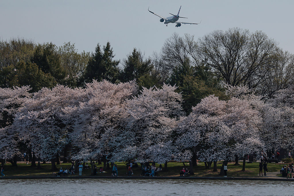 WASHINGTON, DC - MARCH 26: Cherry blossoms bloom along the Tidal Basin near the Jefferson Memorial on March 26, 2026 in Washington, DC. Cherry blossoms reached peak bloom on Thursday. (Photo by Heather Diehl/Getty Images)
