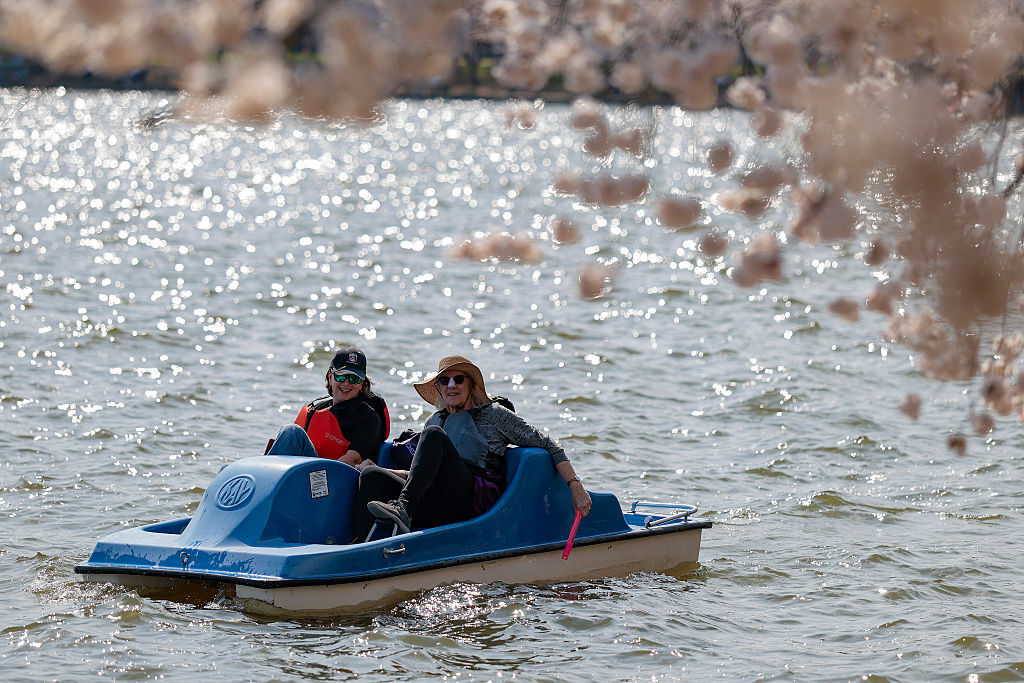 WASHINGTON, DC - MARCH 26: People enjoy the blooming cherry blossoms from paddle boats in the Tidal Basin near the Jefferson Memorial on March 26, 2026 in Washington, DC. Cherry blossoms reached peak bloom on Thursday. (Photo by Heather Diehl/Getty Images)