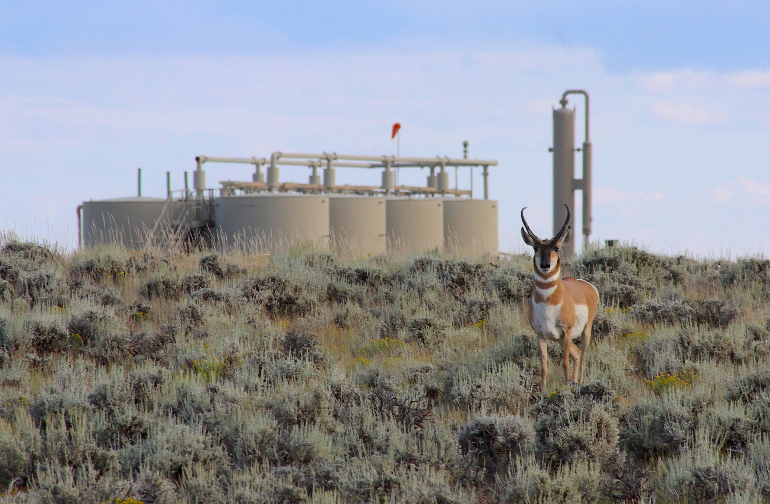 Pronghorn Protections