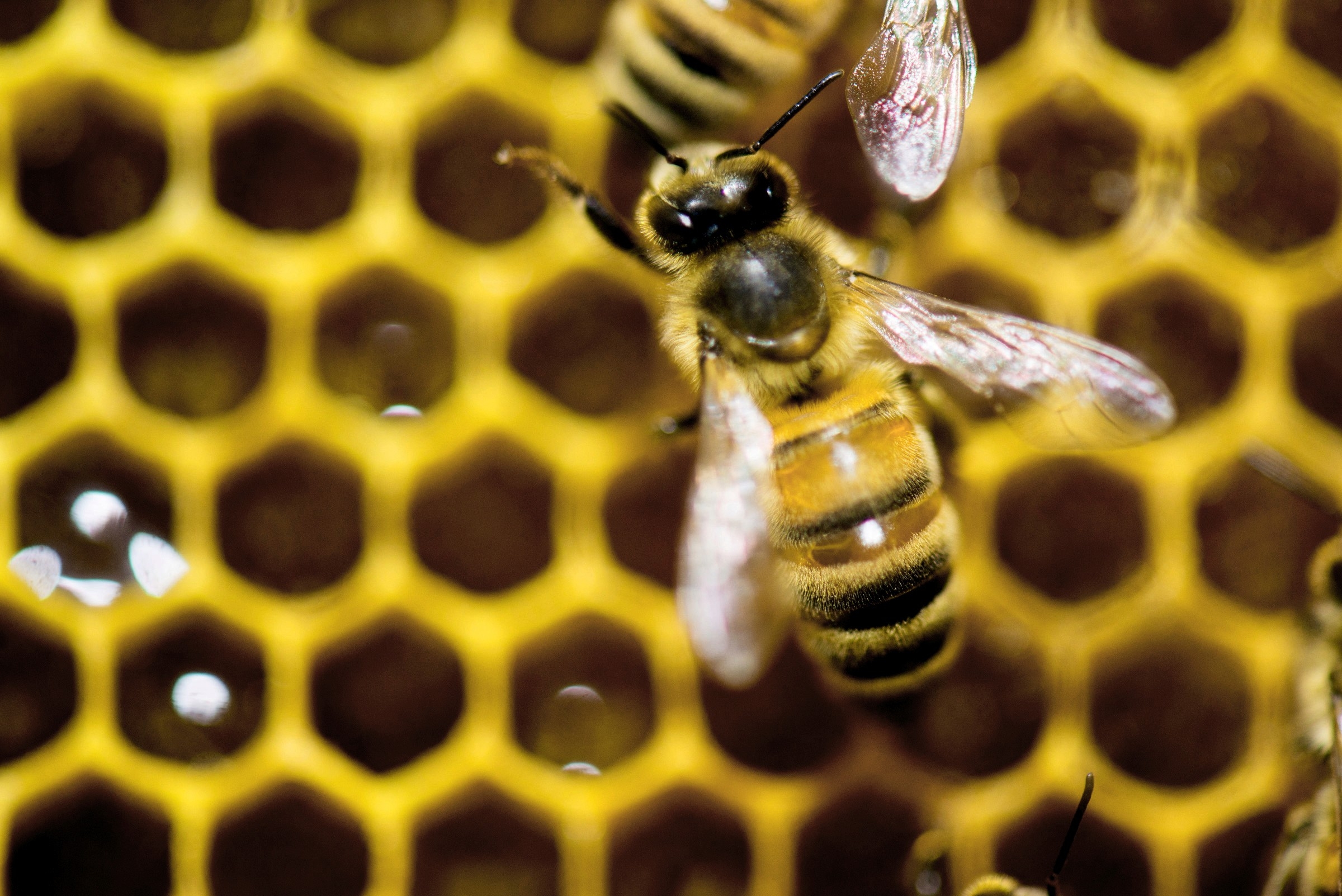 Worker Honeybees